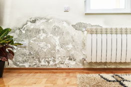 damp proofing specialist clacton Damp Proofing Specialists Clacton